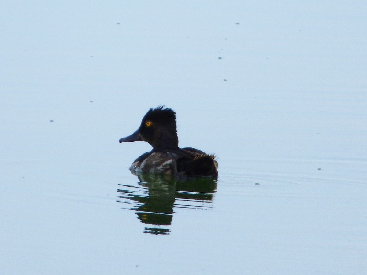Ring-necked Duck - Kevin Wistrom