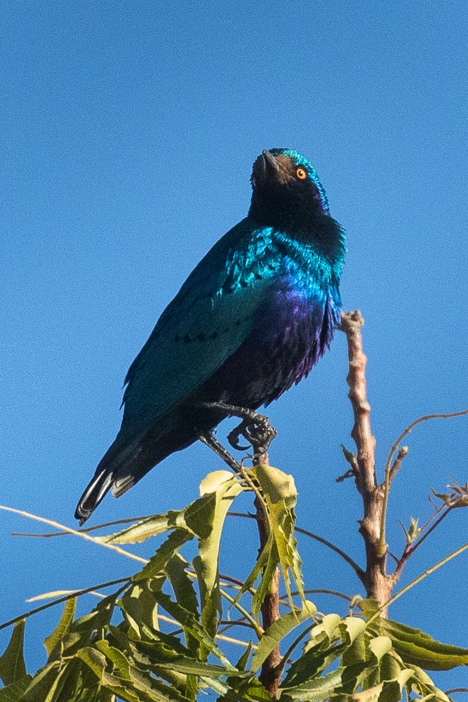 Bronze-tailed Starling - ML315373691
