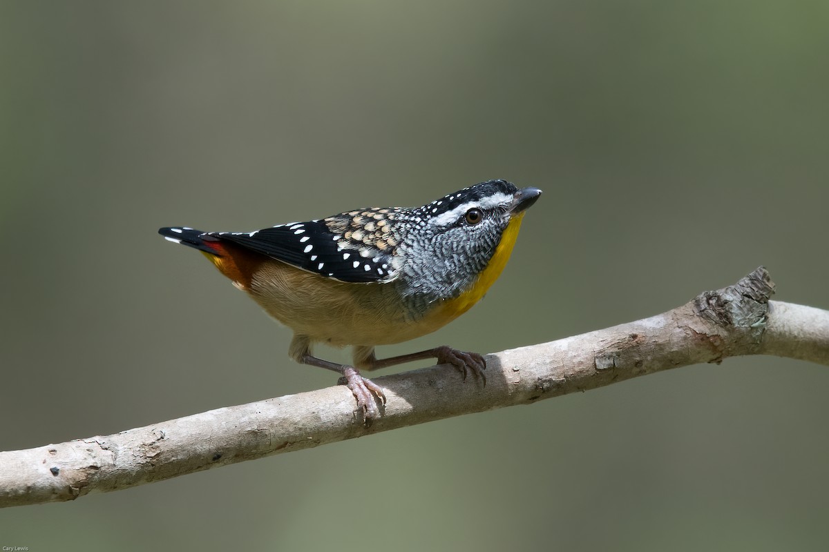 Spotted Pardalote - Cary Lewis