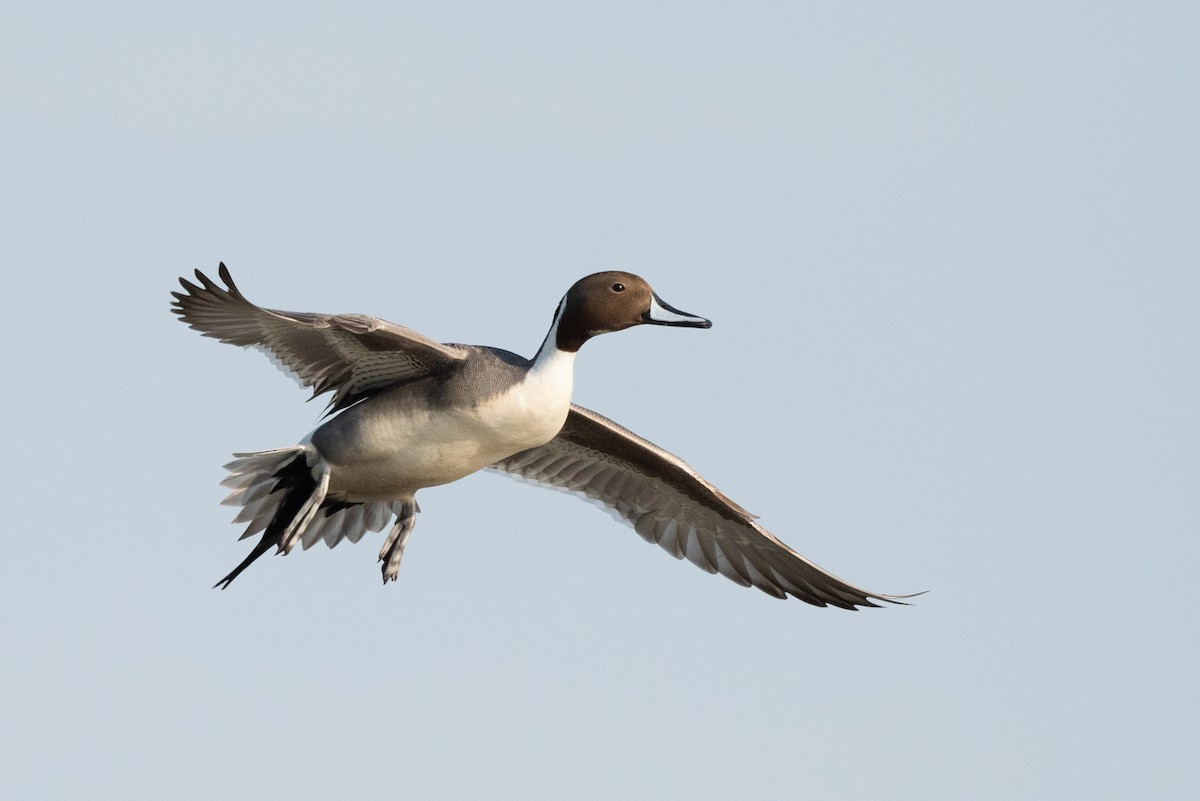 Northern Pintail - Tyler Ficker