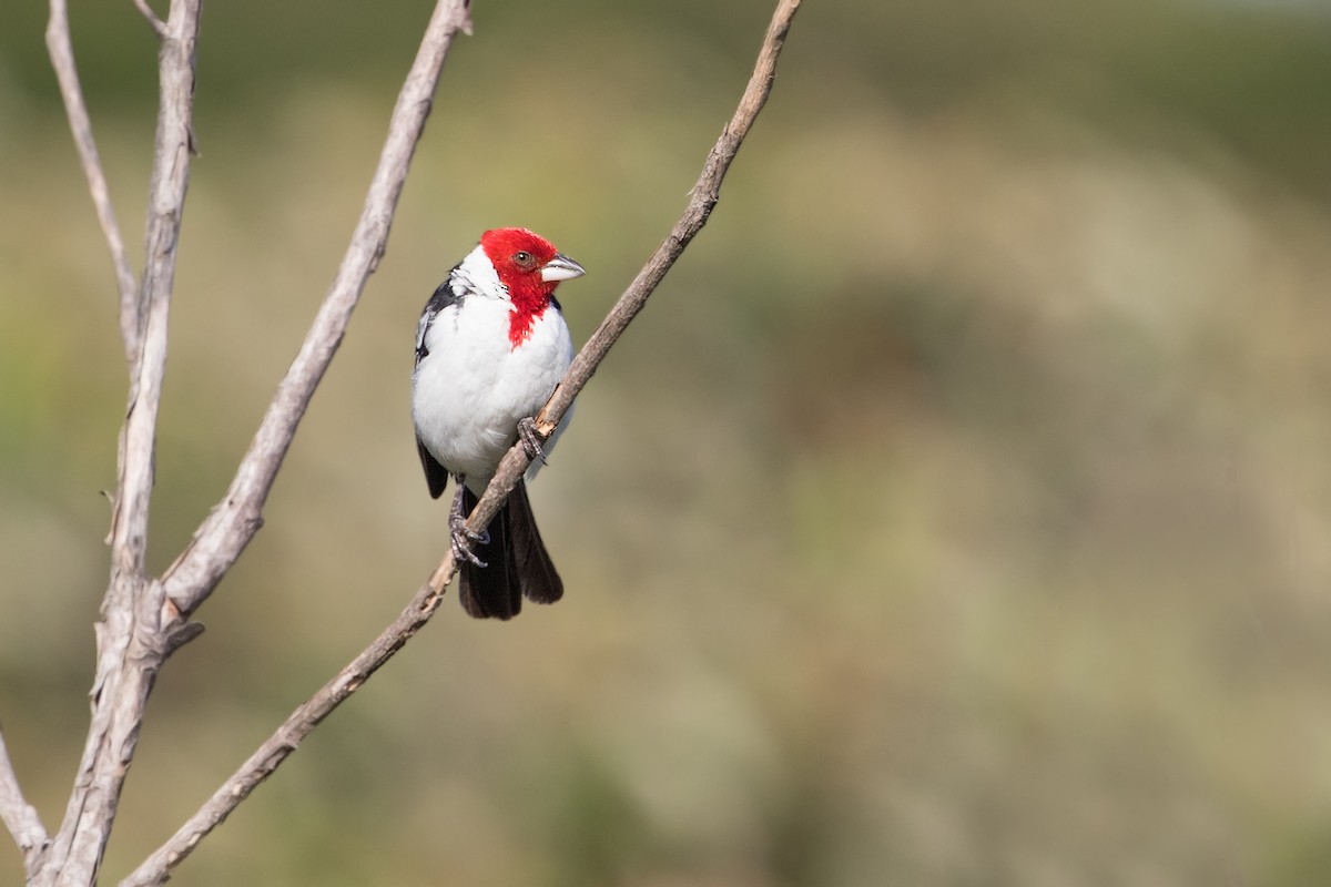 Red-cowled Cardinal - ML315377751