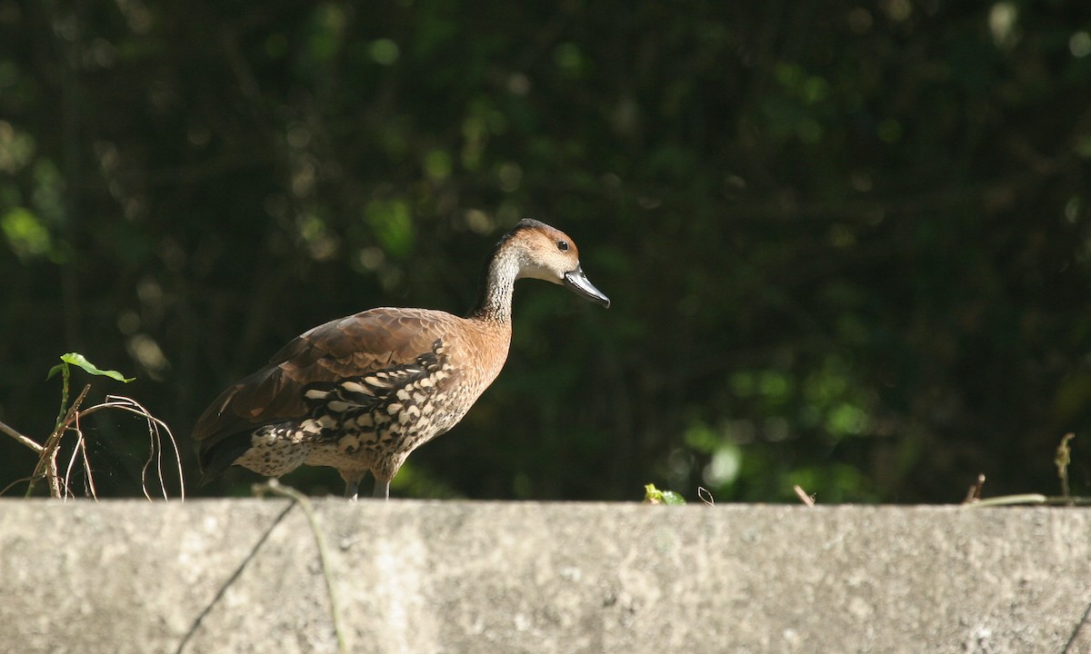 West Indian Whistling-Duck - ML31537881