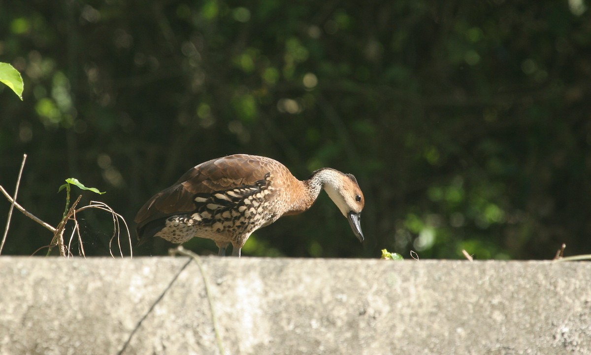 West Indian Whistling-Duck - ML31537901