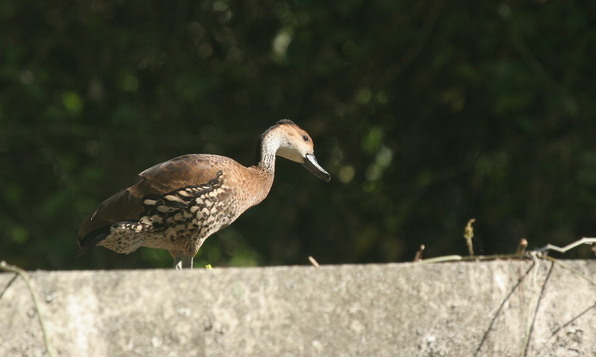 West Indian Whistling-Duck - Chris Wood