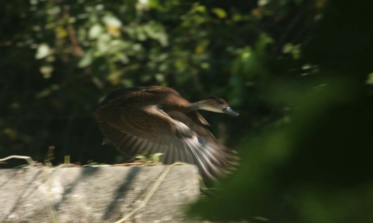 West Indian Whistling-Duck - Chris Wood