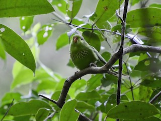  - Pygmy Lorikeet