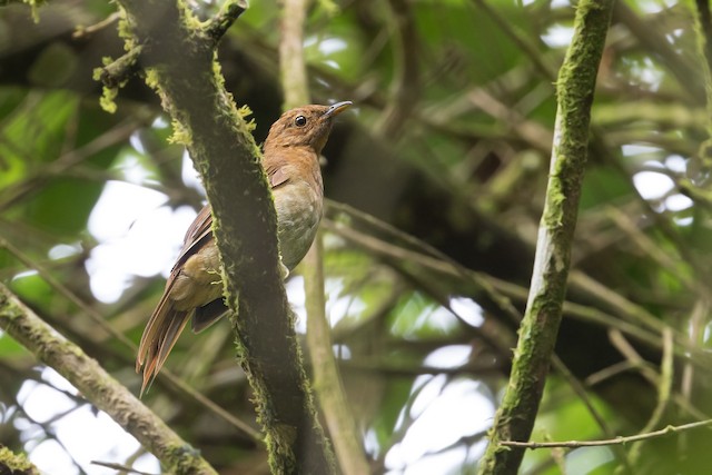 Lateral view (subspecies <em class="SciName notranslate">leucogenys</em>). - Rufous-brown Solitaire - 