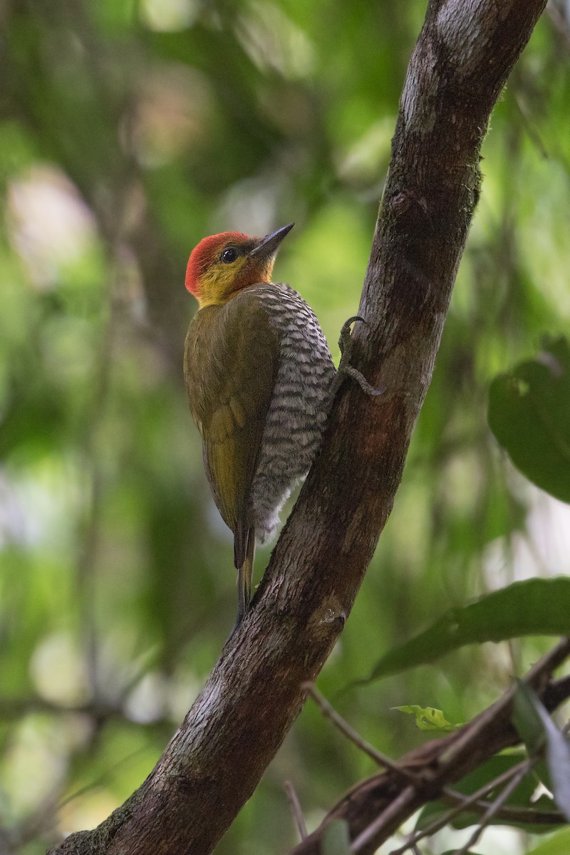Yellow-throated Woodpecker - ML315384891