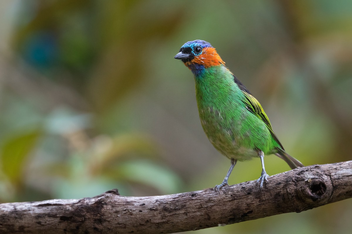 Red-necked Tanager - ML315385331