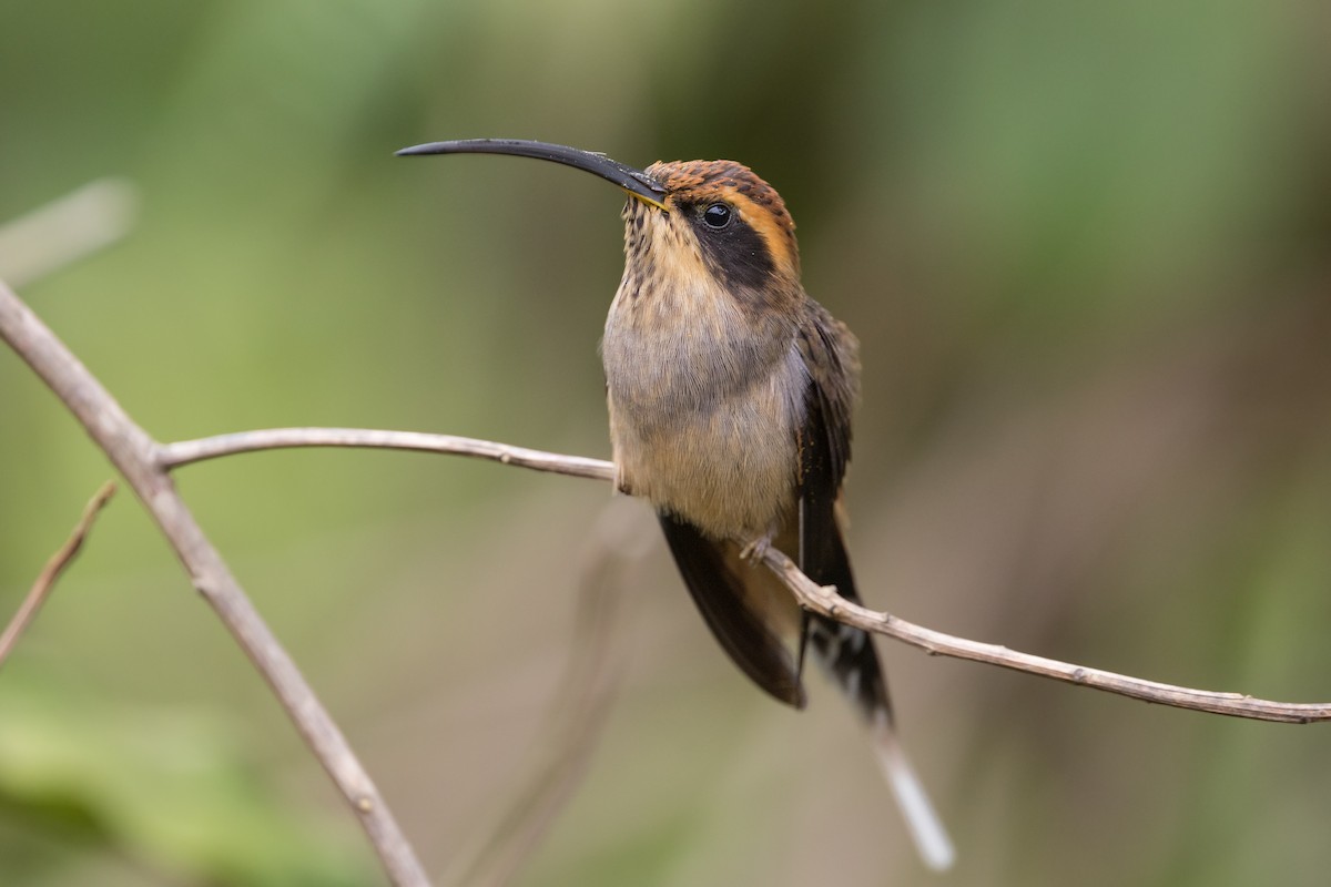 Scale-throated Hermit - ML315385841