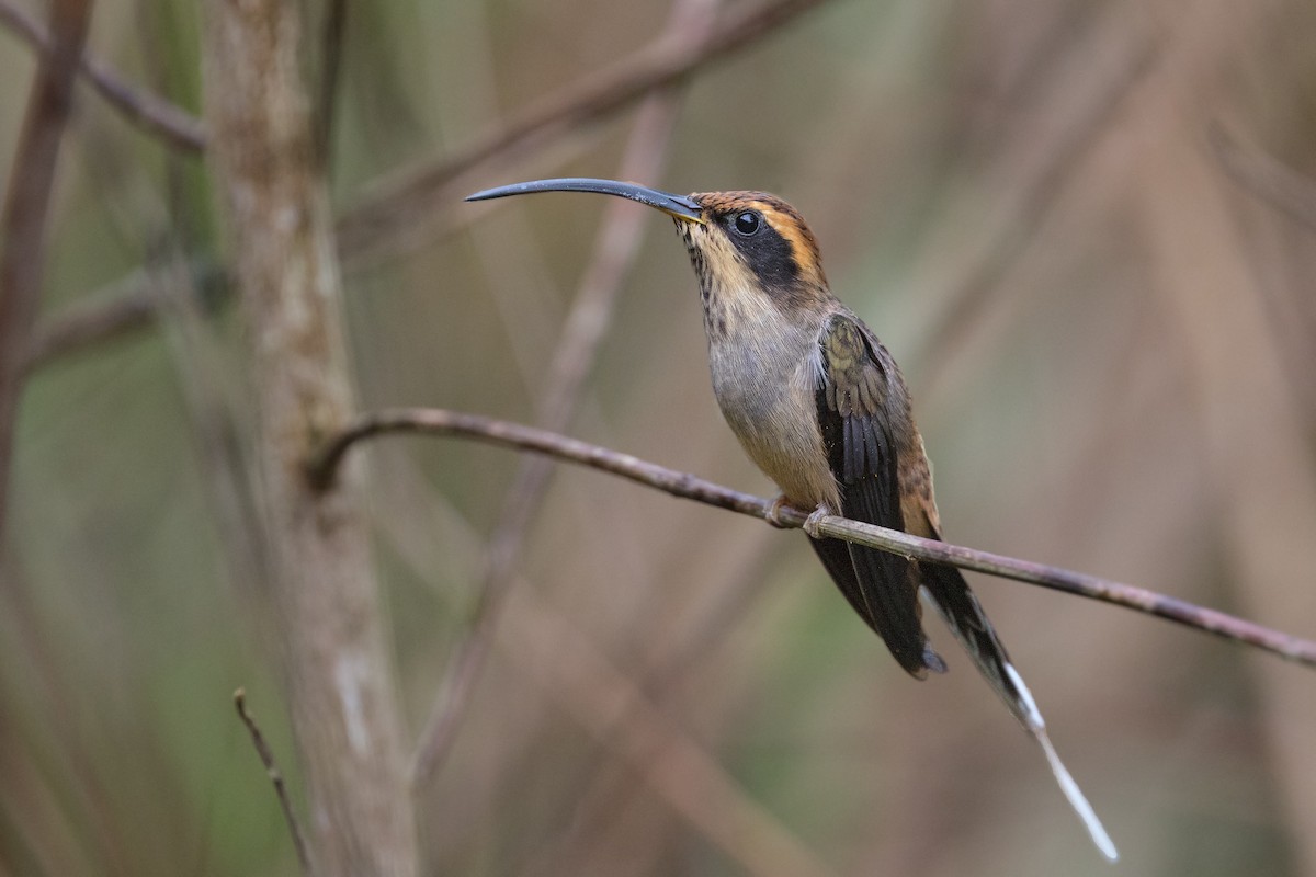 Scale-throated Hermit - ML315385881
