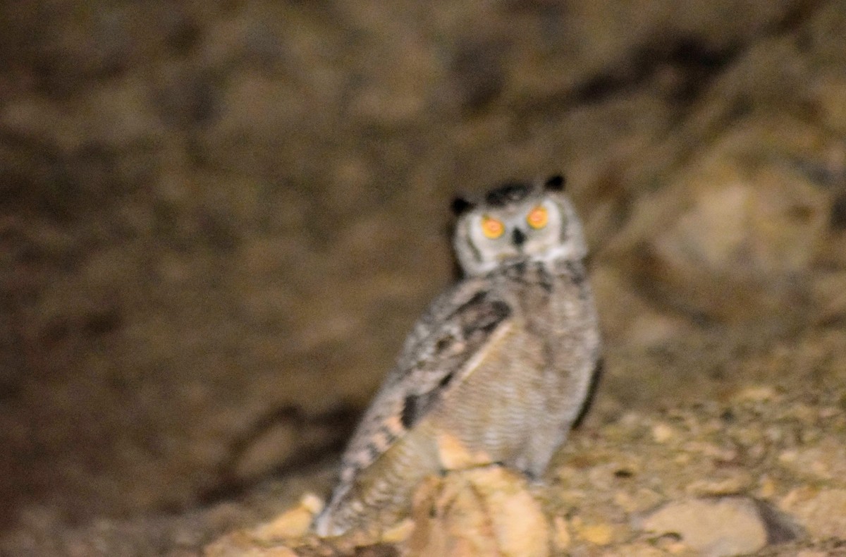 Lesser Horned Owl - Susana Baño