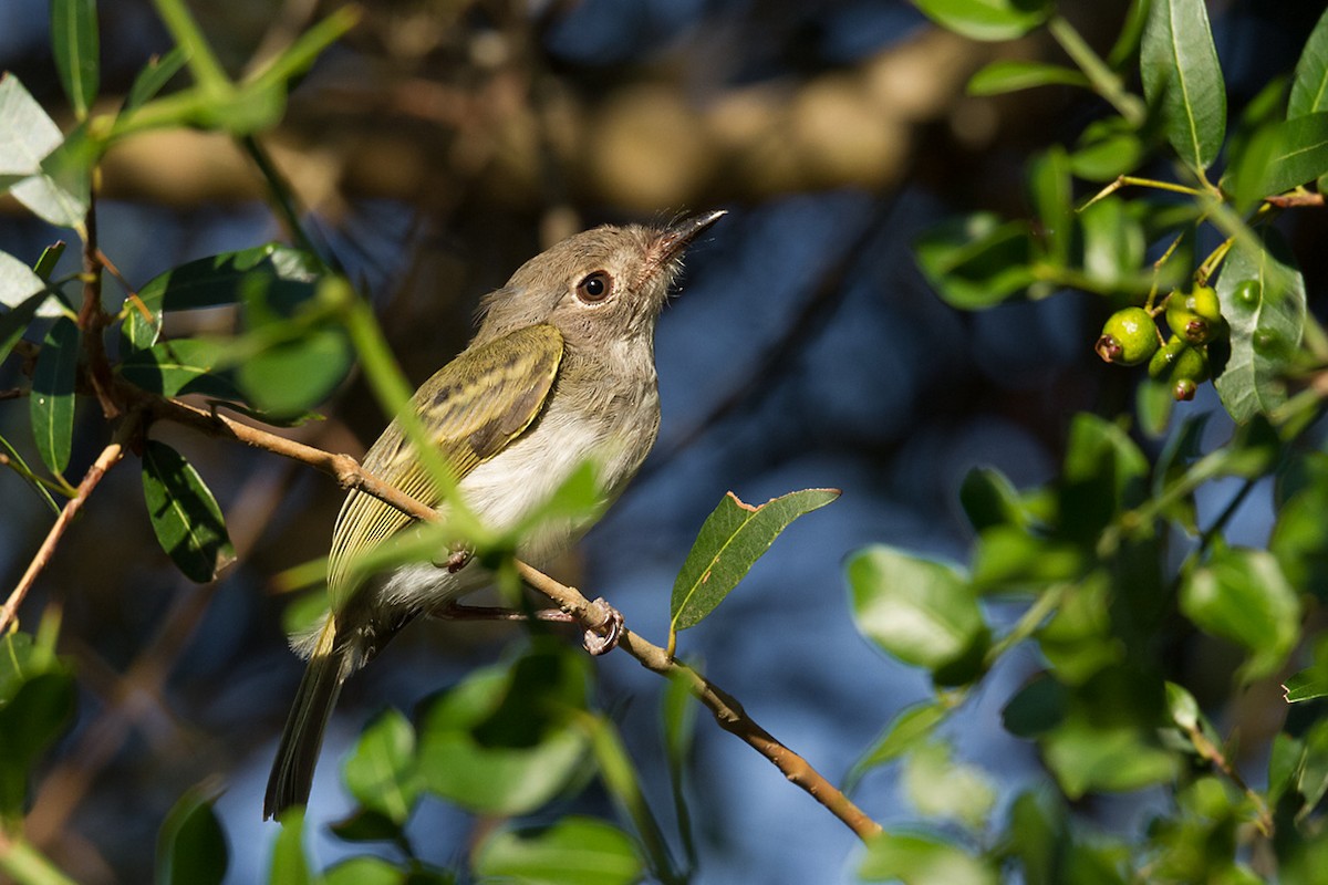 Pearly-vented Tody-Tyrant - ML315387891