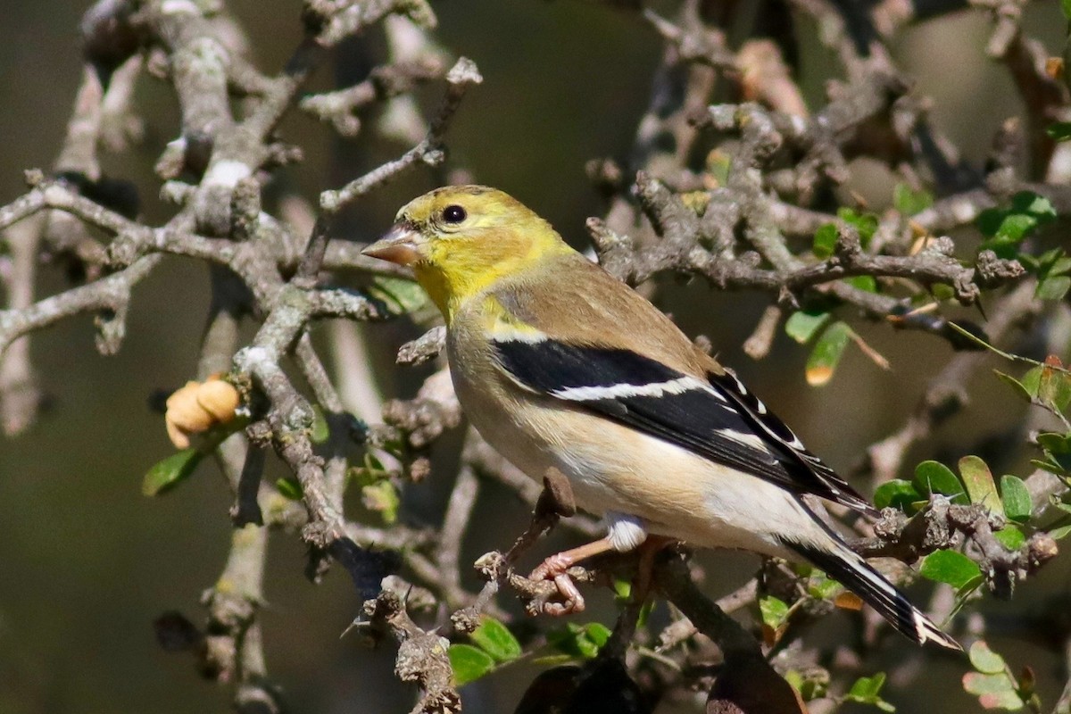 American Goldfinch - Ronald Newhouse