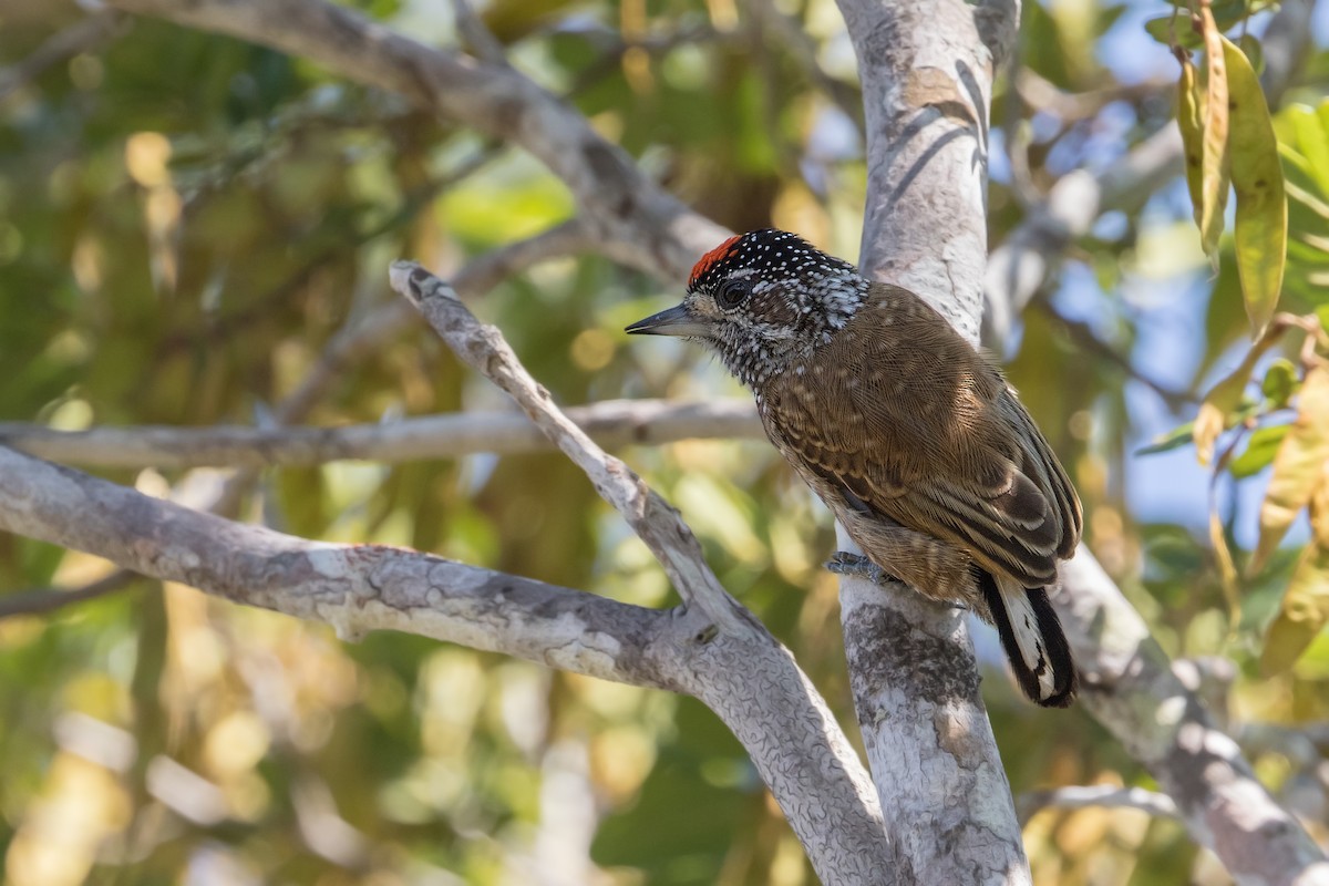 Spotted Piculet - ML315391821