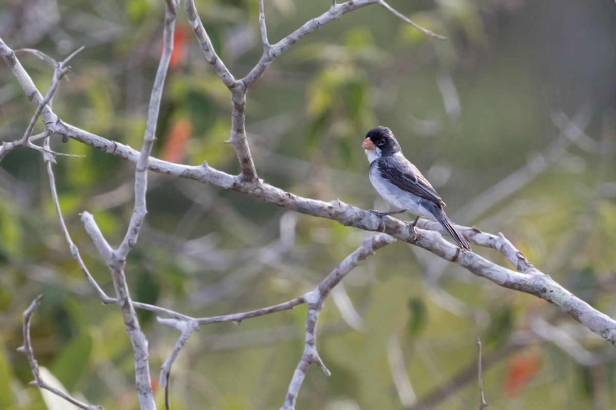 White-bellied Seedeater - ML315392341