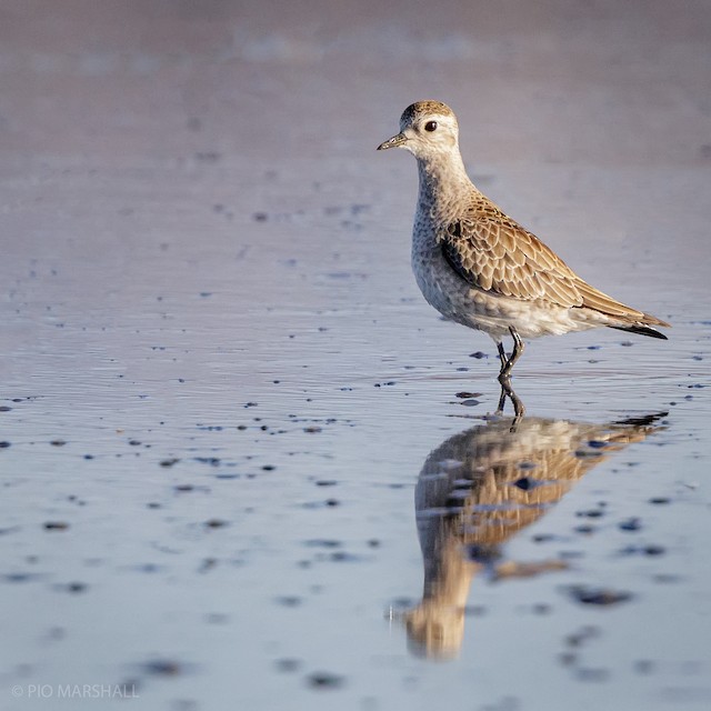 Definitive Basic American Golden-Plover. - American Golden-Plover - 