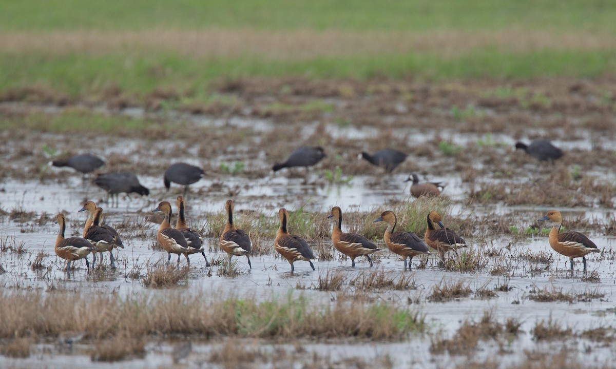 Fulvous Whistling-Duck - ML31539391