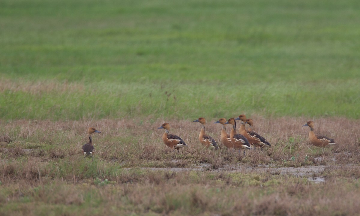 Fulvous Whistling-Duck - ML31539401