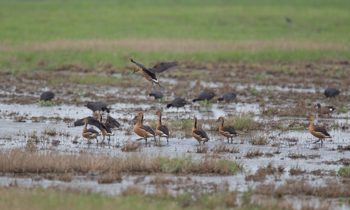 Fulvous Whistling-Duck - ML31539541