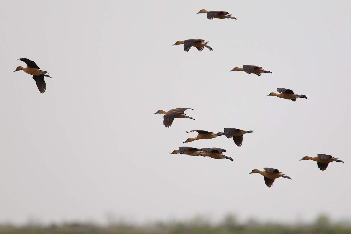Fulvous Whistling-Duck - Chris Wood