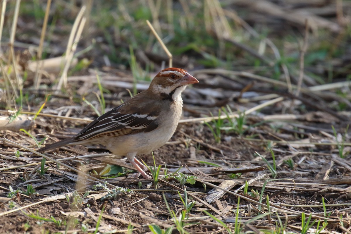 Chestnut-crowned Sparrow-Weaver - ML315398171