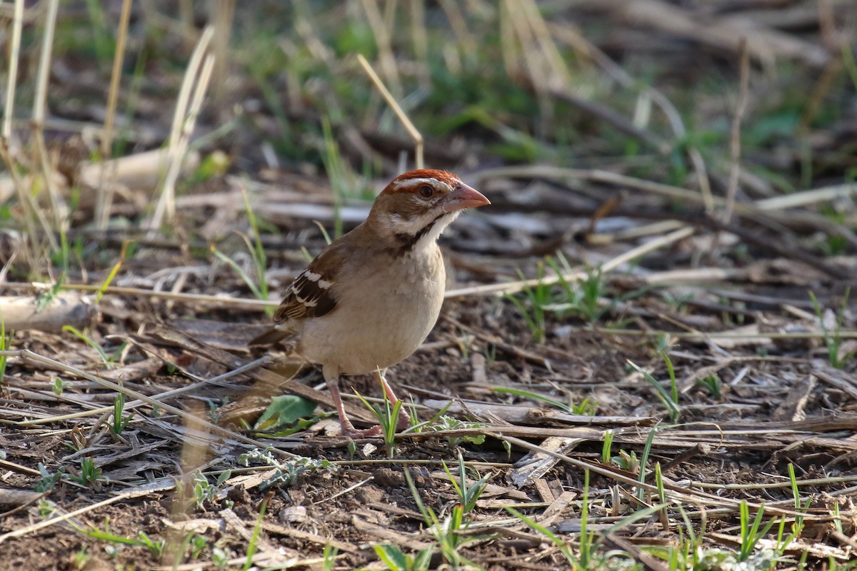 Chestnut-crowned Sparrow-Weaver - ML315398341