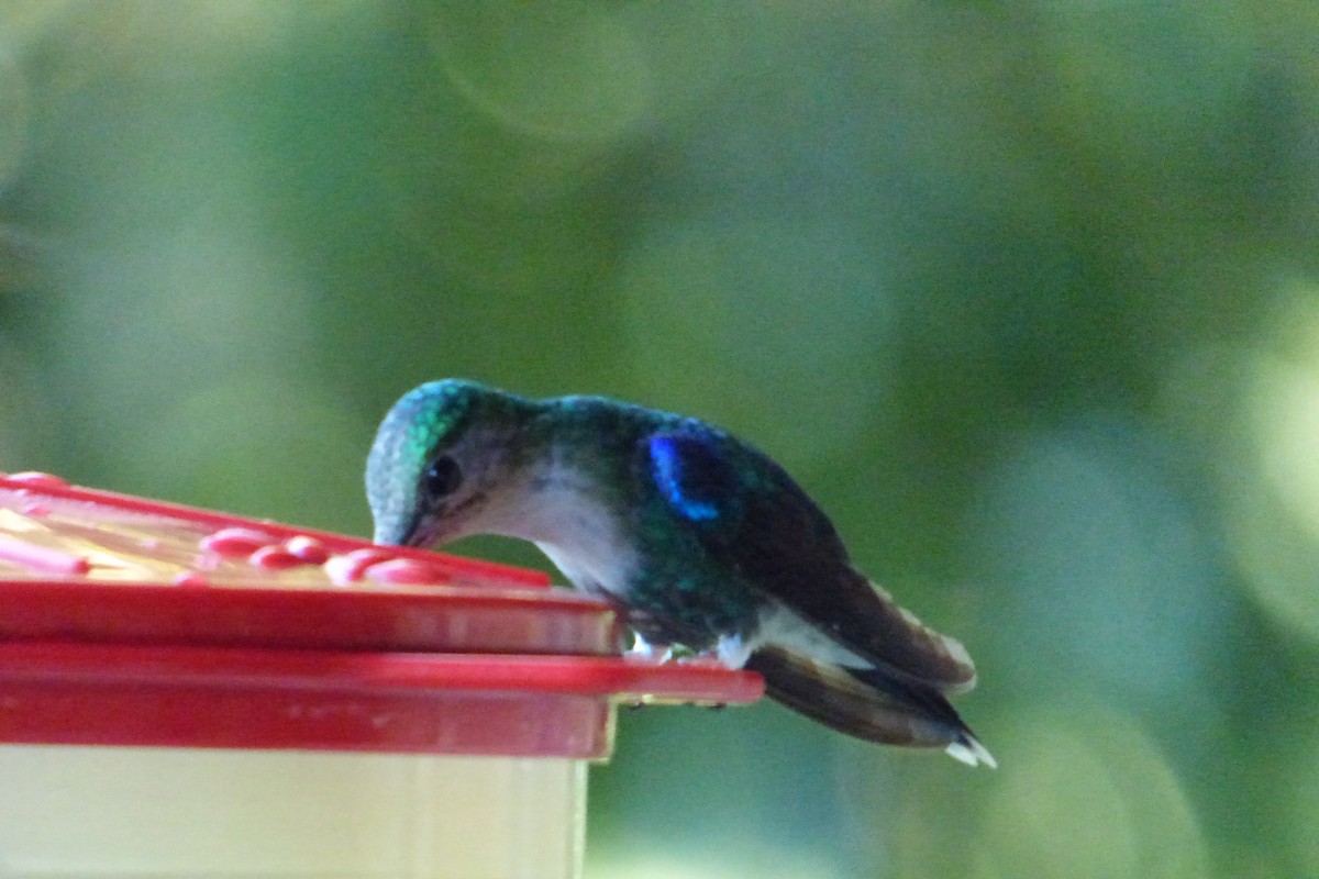 kolibřík vidloocasý - ML315398601