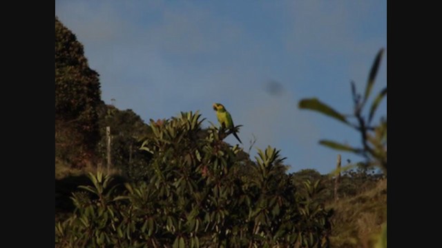 Yellow-eared Parrot - ML315401191