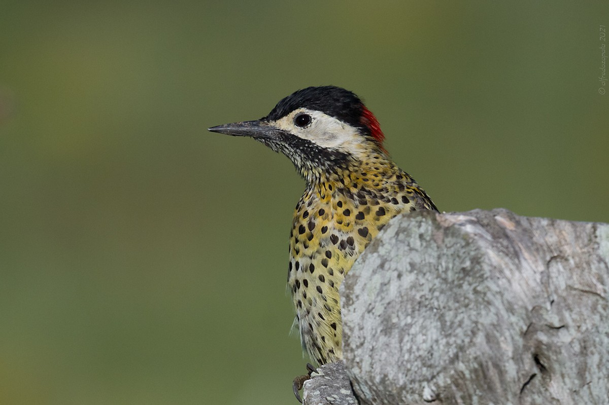 Green-barred Woodpecker - ML315403661