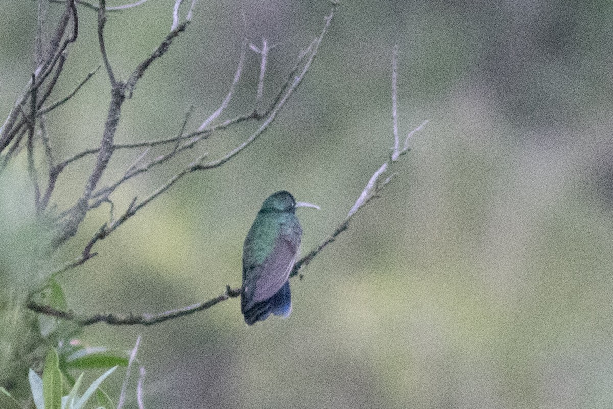 kolibřík modrolící - ML315407281