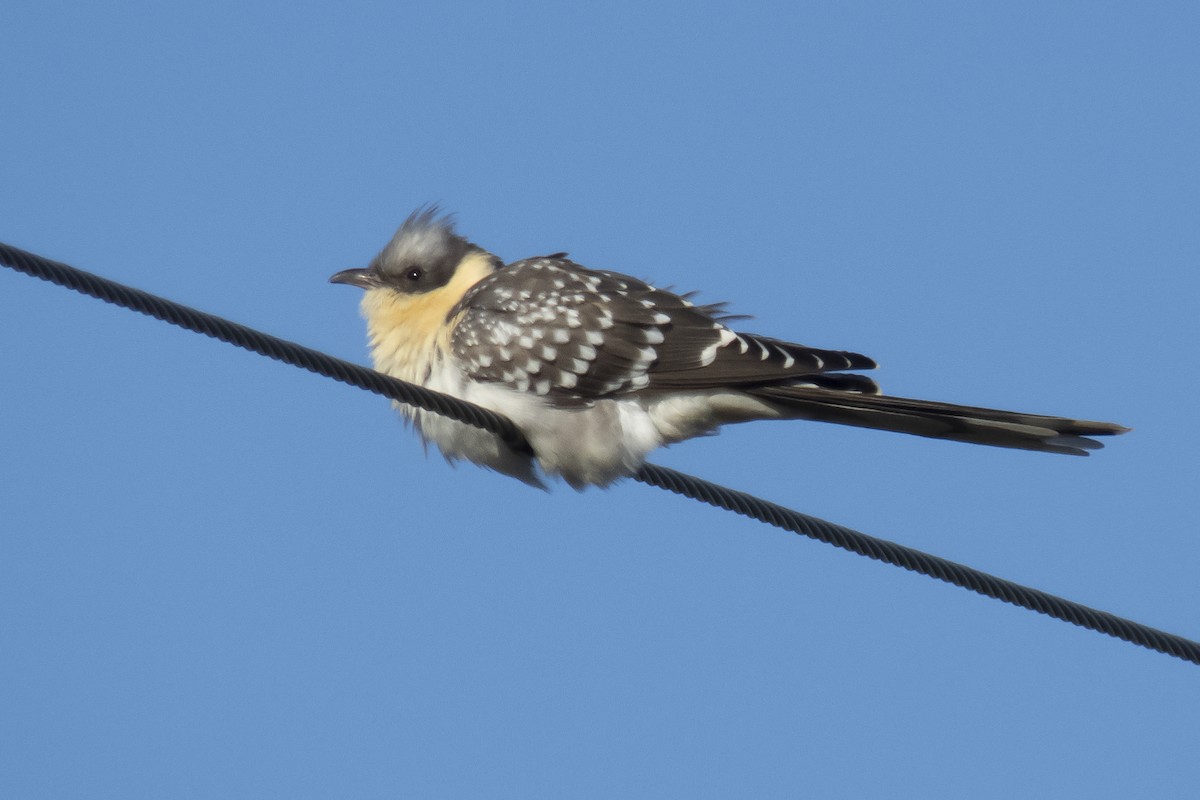Great Spotted Cuckoo - ML315409041