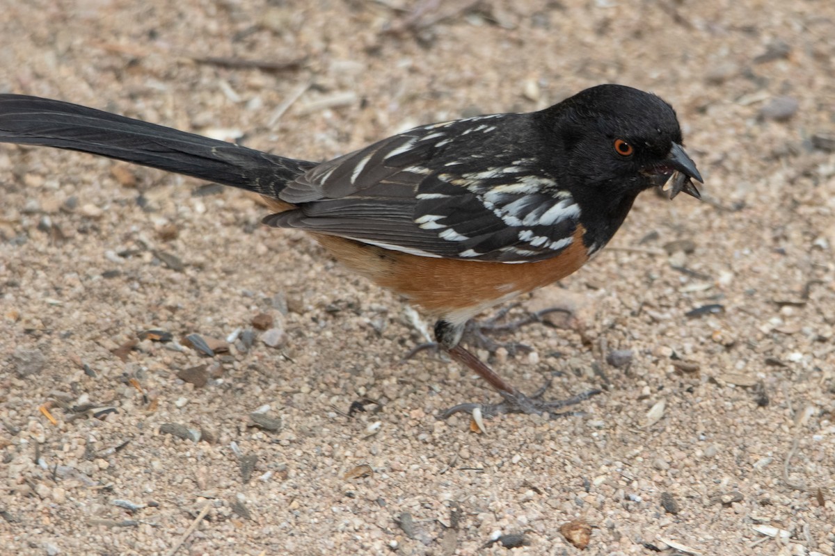 Spotted Towhee - Peggy Steffens