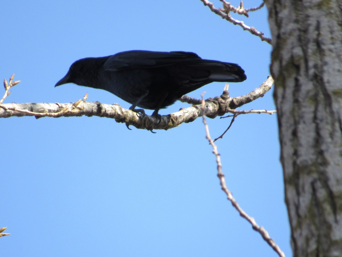 Fish Crow - Mickey Ryan