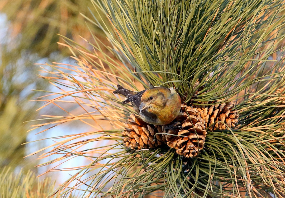 Red Crossbill (Northeastern or type 12) - ML315415191
