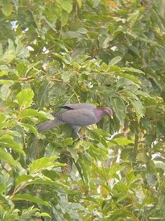 Scaly-naped Pigeon, ML315416731