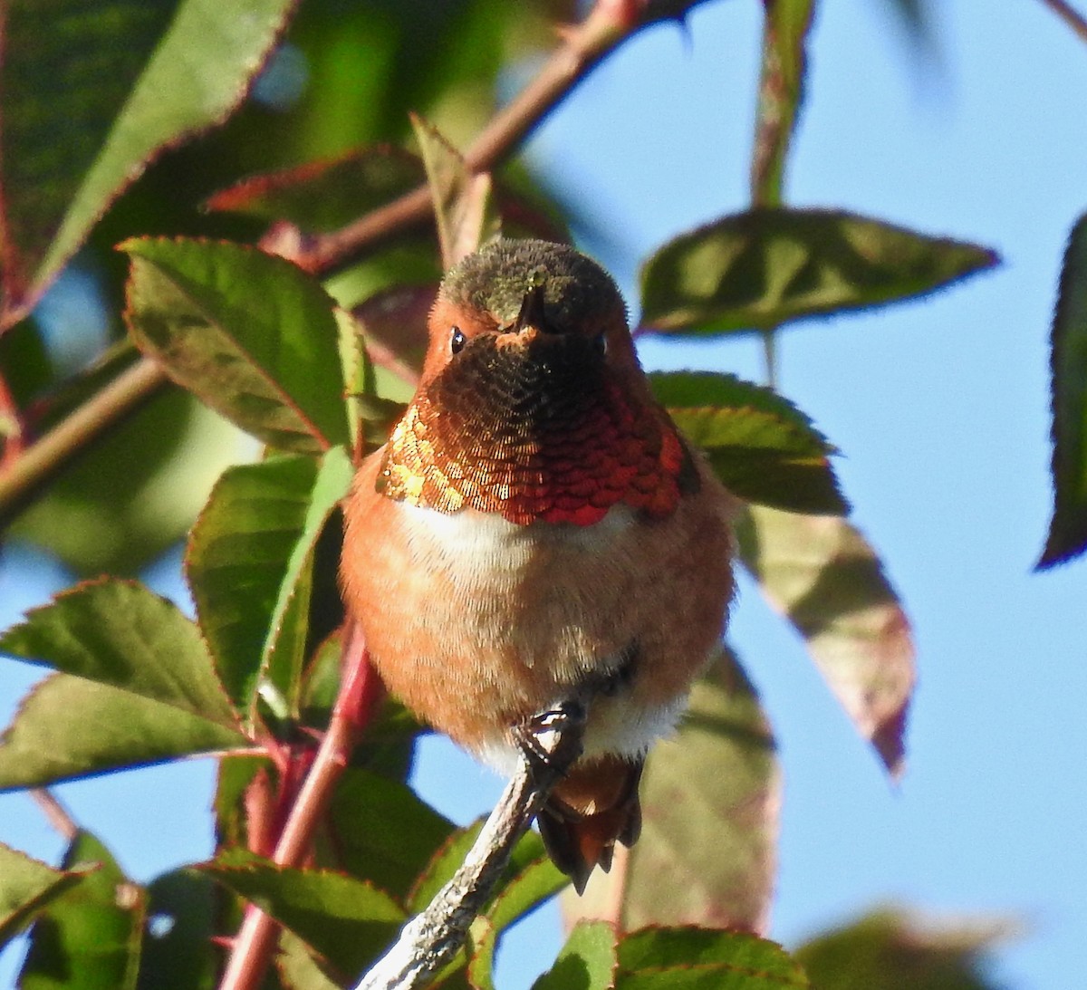 Allen's Hummingbird - Malia DeFelice