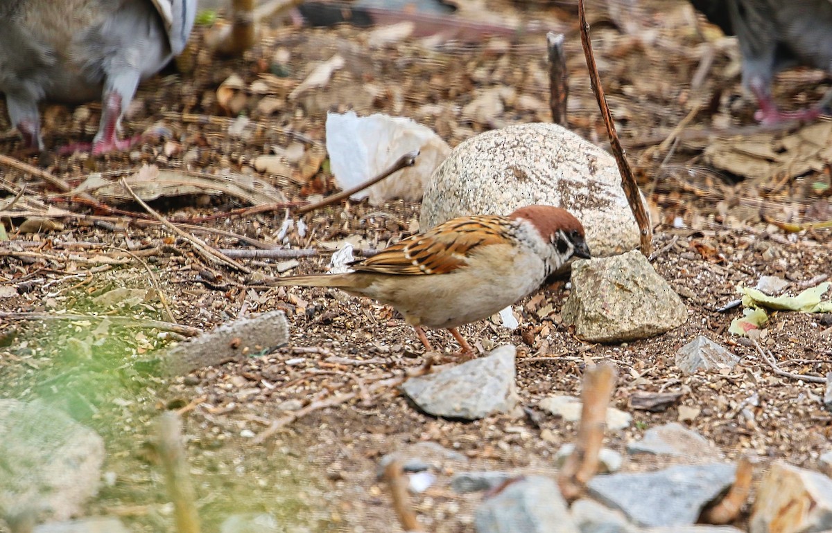 Eurasian Tree Sparrow - ML315420801