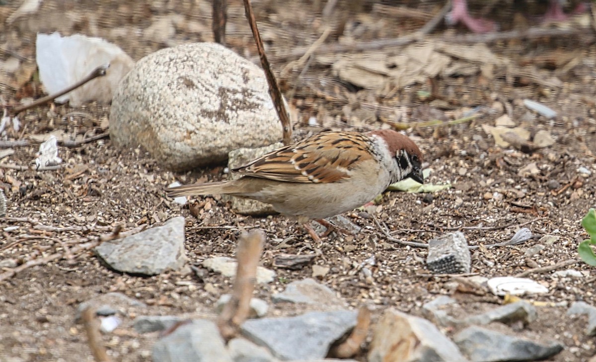 Eurasian Tree Sparrow - Douglas Hall