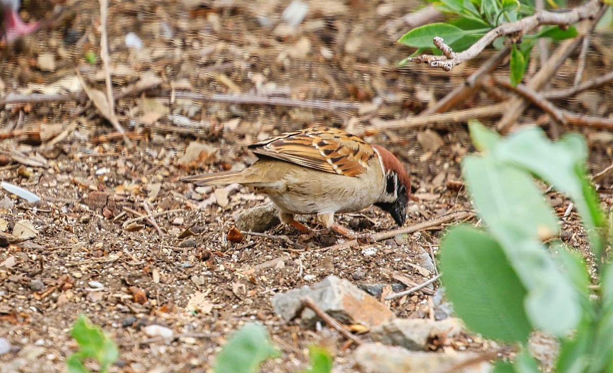Eurasian Tree Sparrow - ML315420961