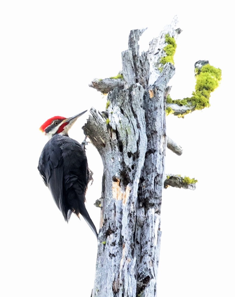 Pileated Woodpecker - ML315421321