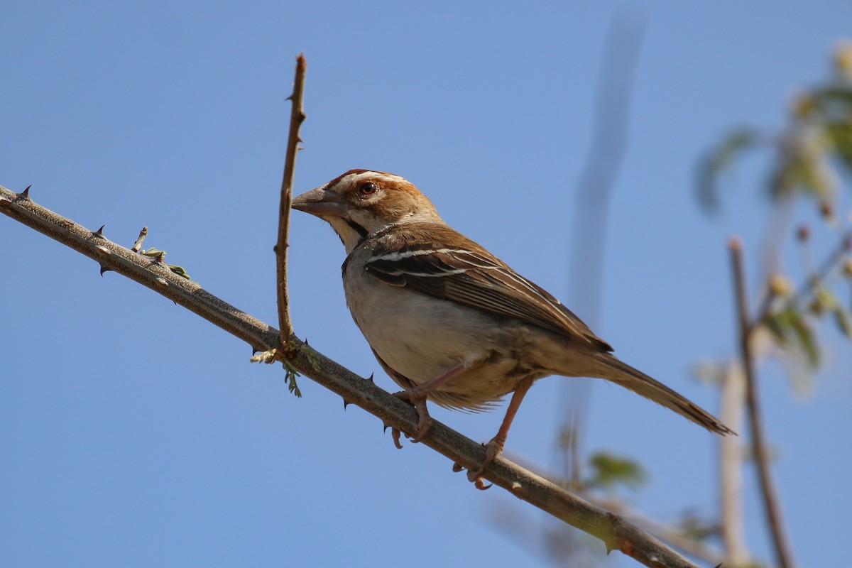 Chestnut-crowned Sparrow-Weaver - ML315427811