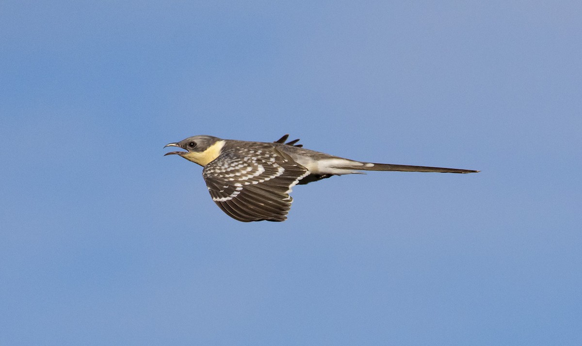 Great Spotted Cuckoo - ML315428331