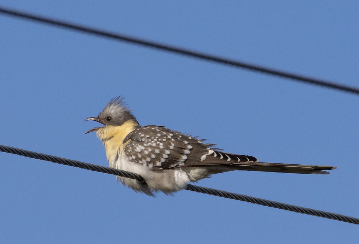 Great Spotted Cuckoo - ML315428391