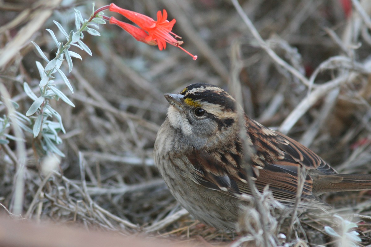 White-throated Sparrow - ML315433621