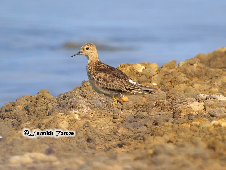 Buff-breasted Sandpiper - Lermith Torres