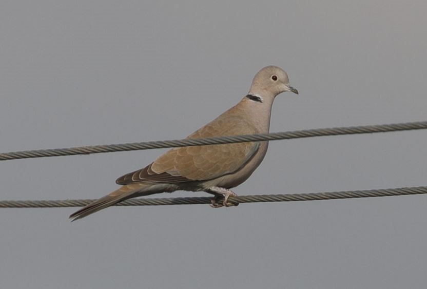 Eurasian Collared-Dove - ML315447501
