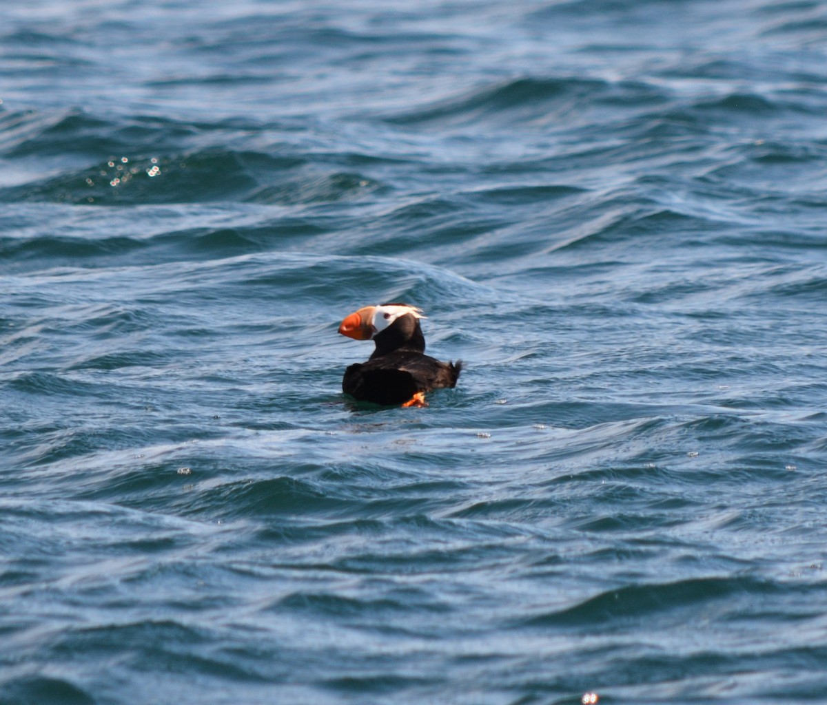 Tufted Puffin - Cathy Carlson