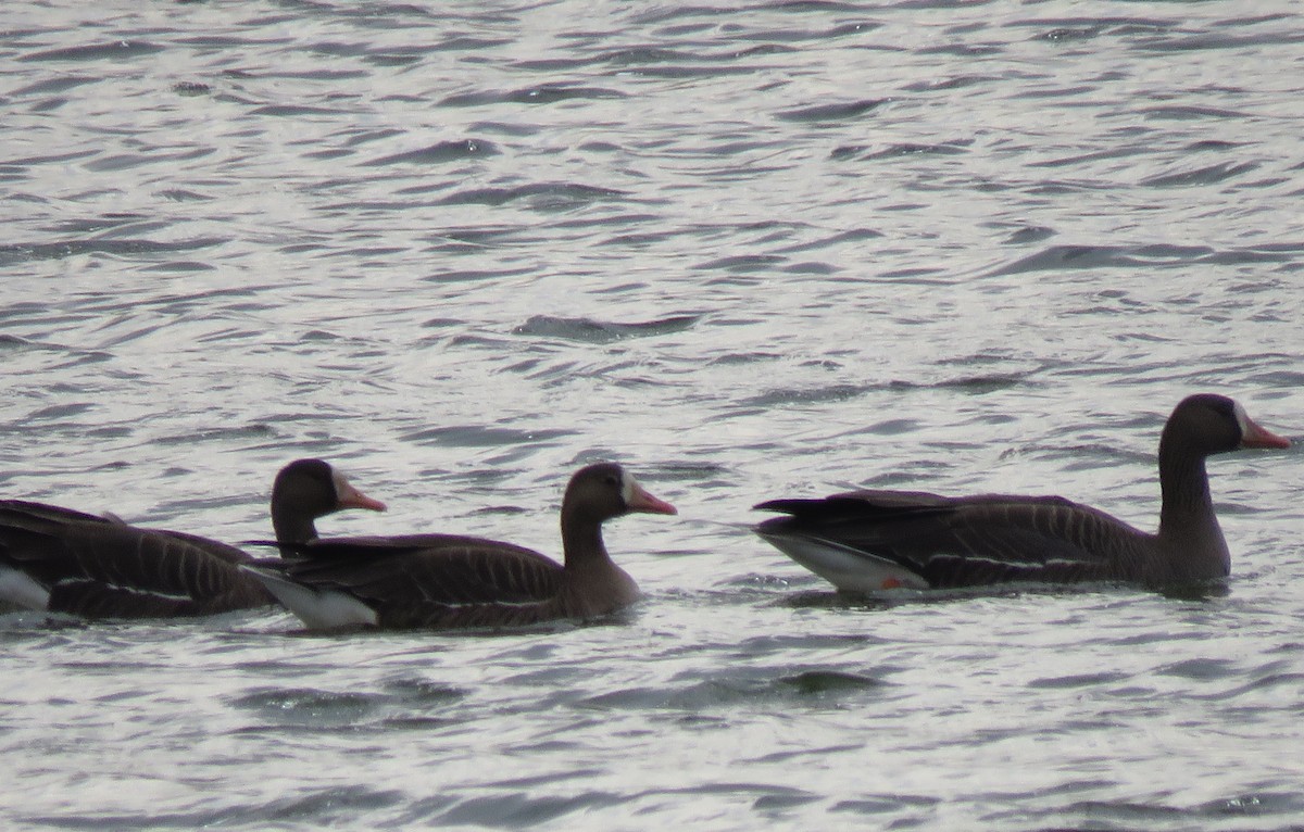 Greater White-fronted Goose - ML315453781