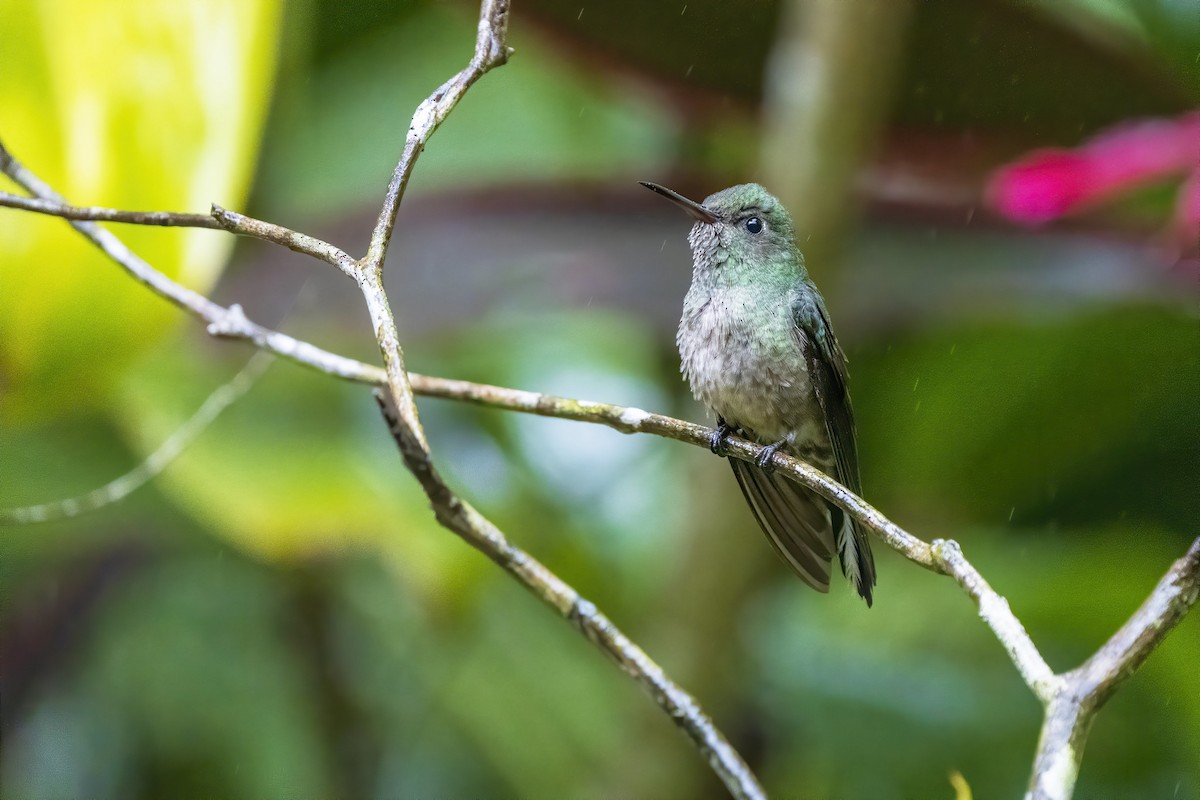 Scaly-breasted Hummingbird - ML315458671
